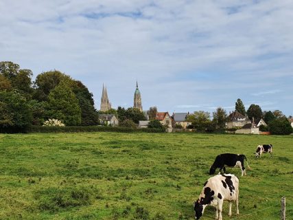 Photographie de trois vaches normandes qui broutent dans un champ avec une ville au loin