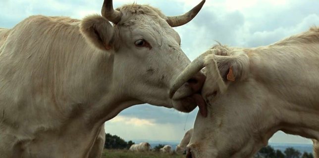 Une vache blanche lèche une autre vache blanche, dans un pré.
