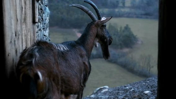Une chèvre regarde au loin.