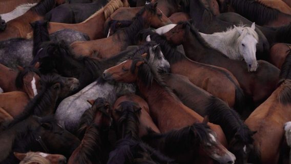Une horde de chevaux vue d'en haut.